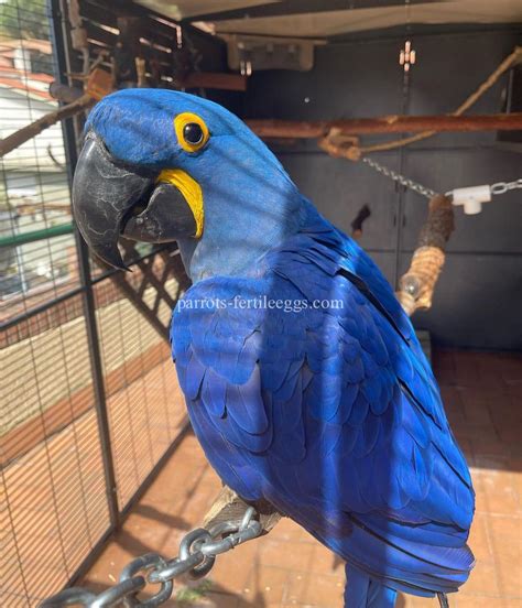 MALE BLUE QUAKER PARROT. . Craigslist parrots